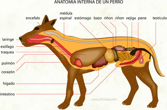 Anatomia interna de un perro
